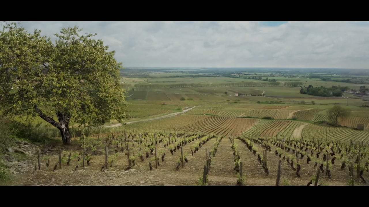 Back to Burgundy Trailer (2018) Screen Capture #1
