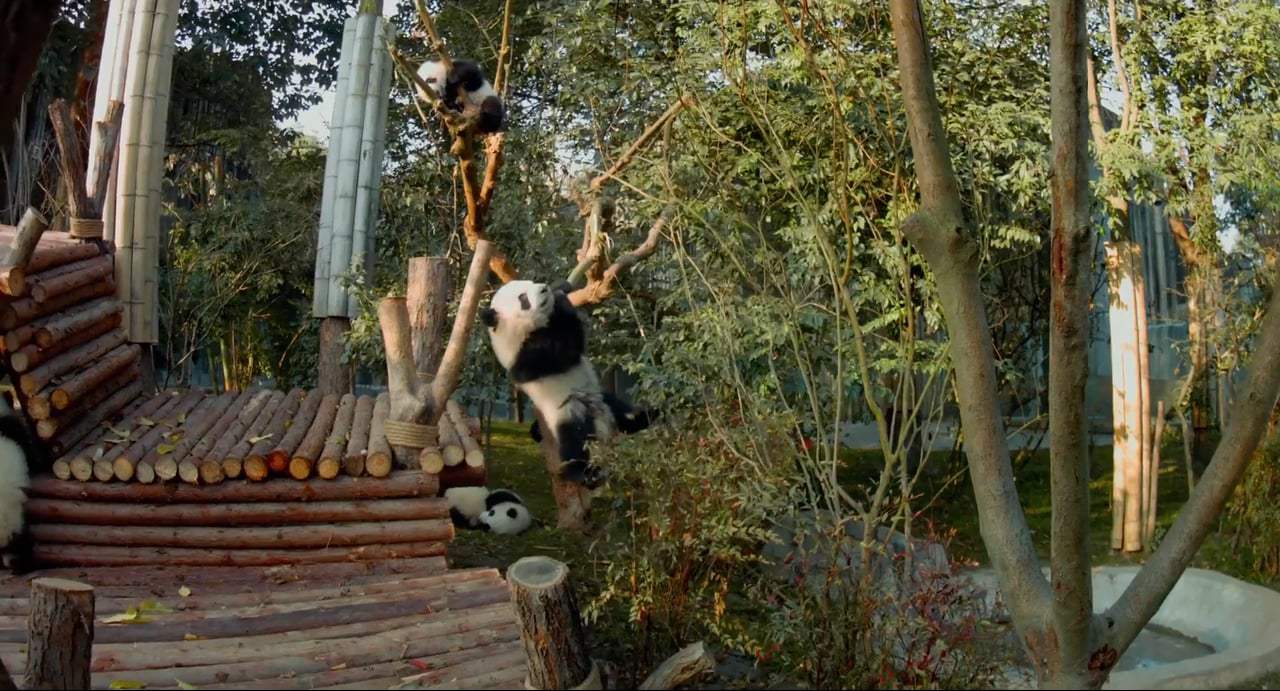Pandas TV Spot - IMAX (2018) Screen Capture #1
