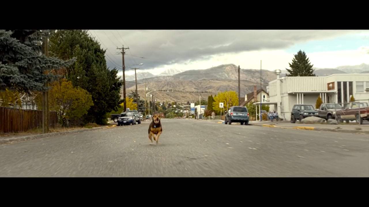 A Dog's Way Home Featurette - Finding Bella (2019) Screen Capture #1