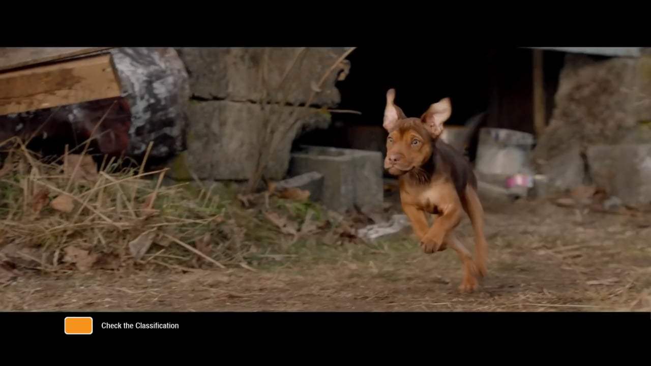 A Dog's Way Home International Trailer (2019) Screen Capture #1