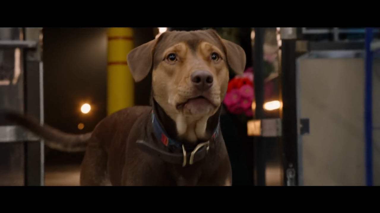A Dog's Way Home International Trailer (2019) Screen Capture #3