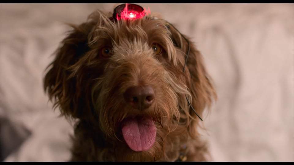 Think Like a Dog Trailer (2020) Screen Capture #1