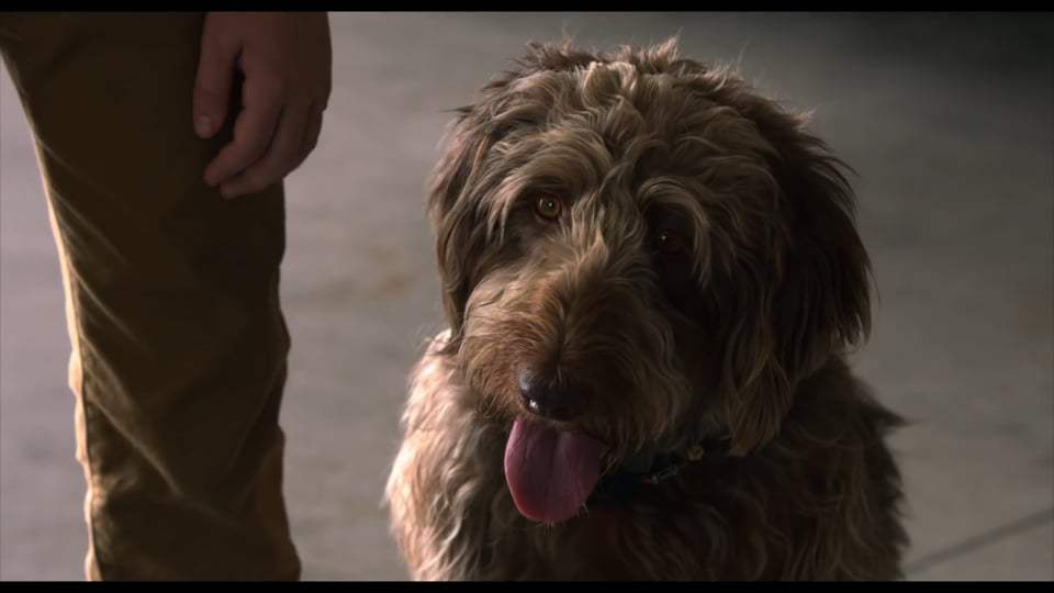 Think Like a Dog Trailer (2020) Screen Capture #3