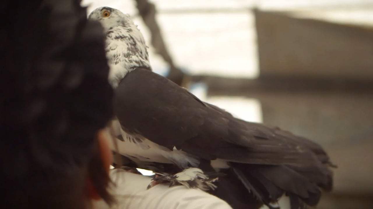 Zaatari Djinn Trailer (2017)