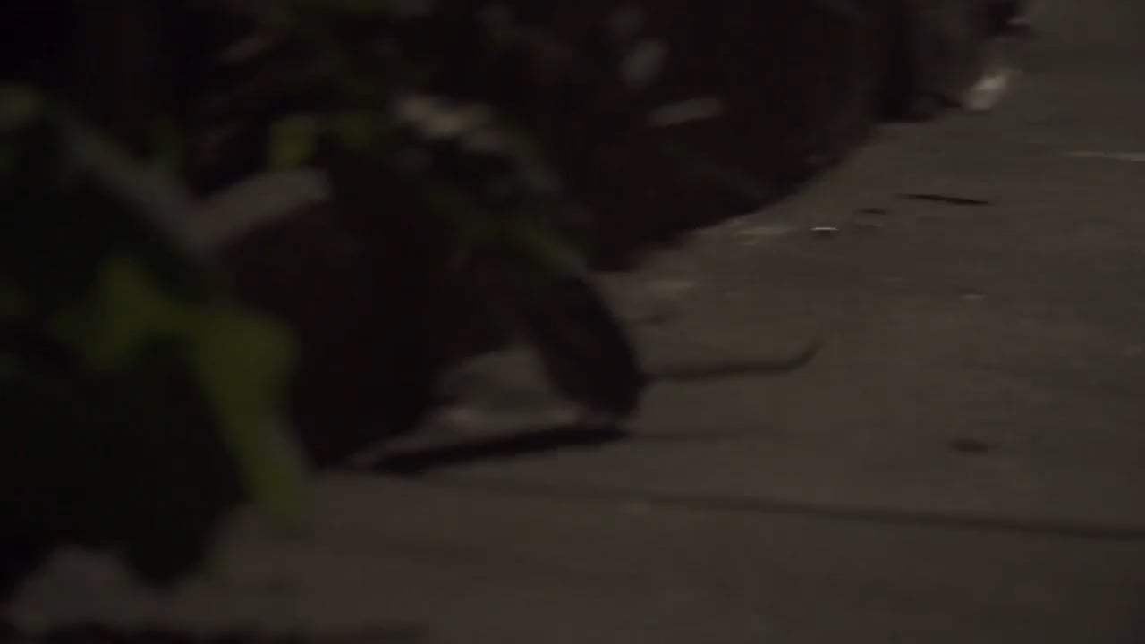Rat Film (2017) - Norway Rat Screen Capture #3