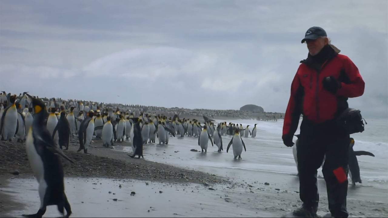 The Penguin Counters Trailer (2017) Screen Capture #4