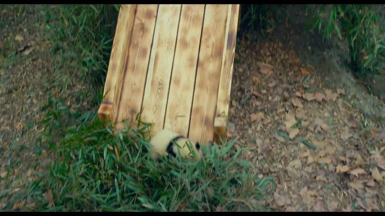 Pandas Trailer (2018) Screen Capture #1