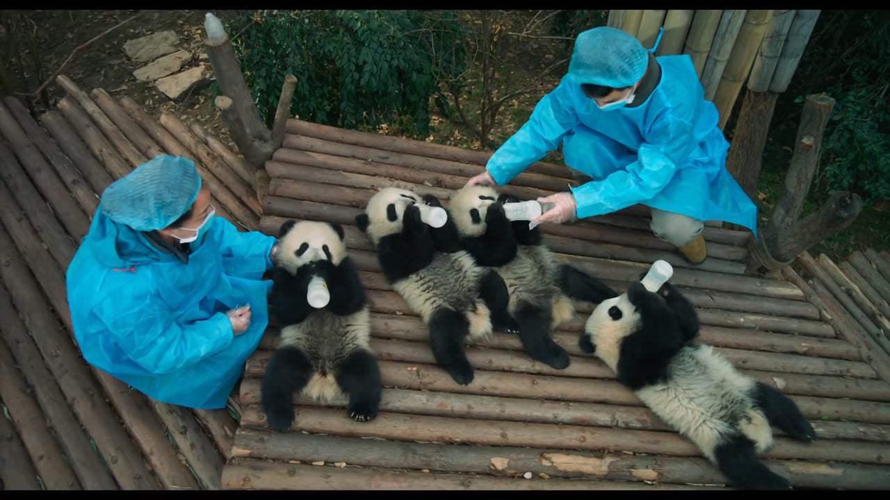 Pandas Trailer (2018) Screen Capture #2