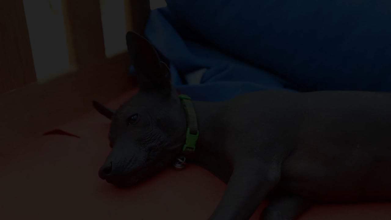 Coco Featurette - Xolo Dogs (2017) Screen Capture #4