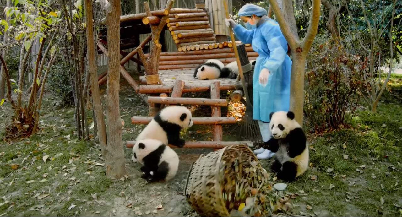 Pandas TV Spot - IMAX (2018) Screen Capture #2