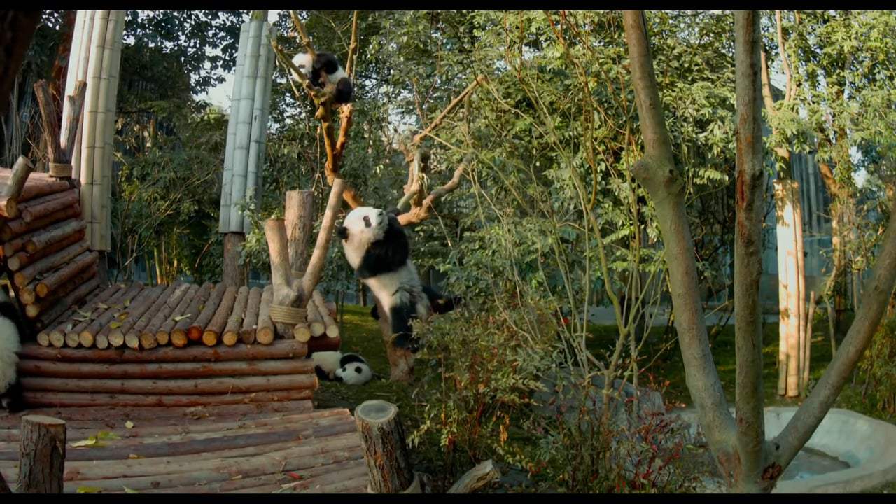 Pandas TV Spot - Mission (2018) Screen Capture #1