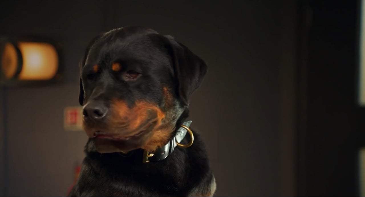 Show Dogs TV Spot - Unfurgettable (2018) Screen Capture #2