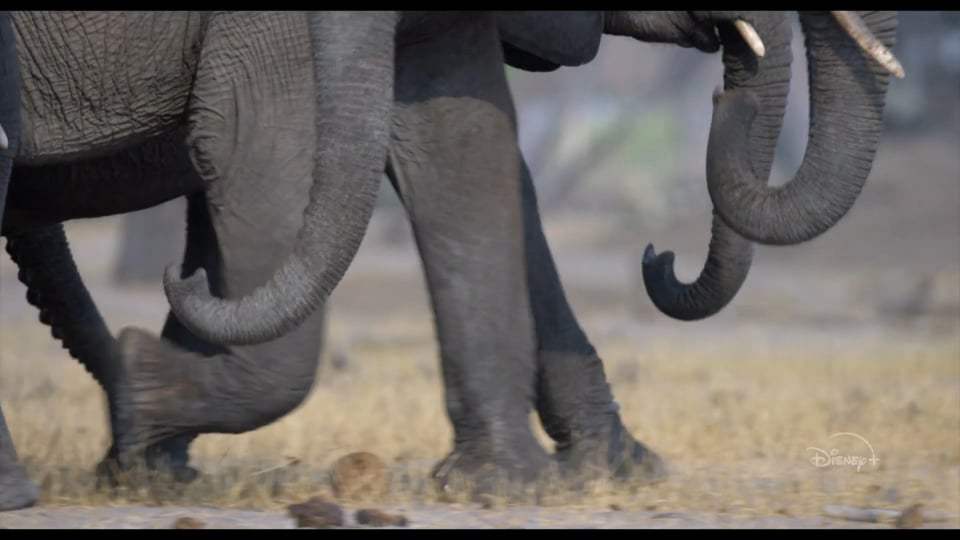 Elephant Featurette - Inside Look (2020) Screen Capture #2