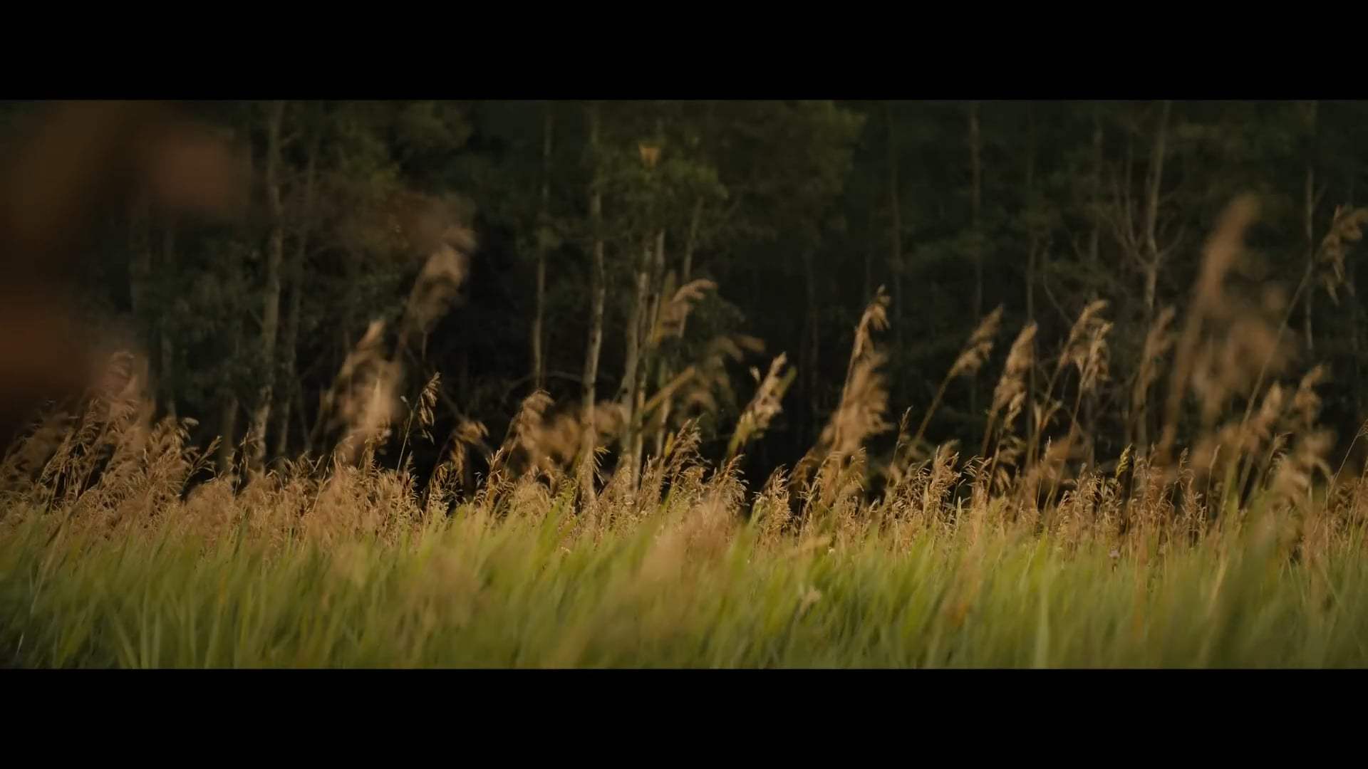 Prey Teaser Trailer (2022) Screen Capture #3