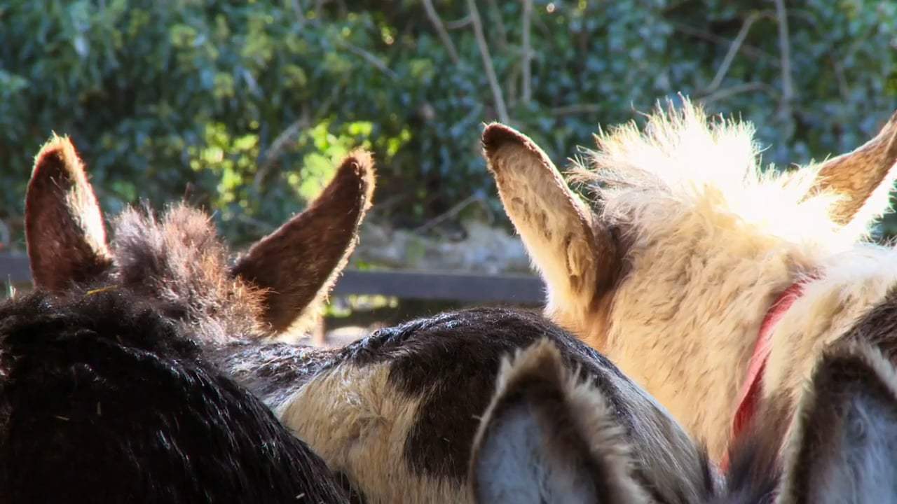 Do Donkeys Act? Trailer (2017)