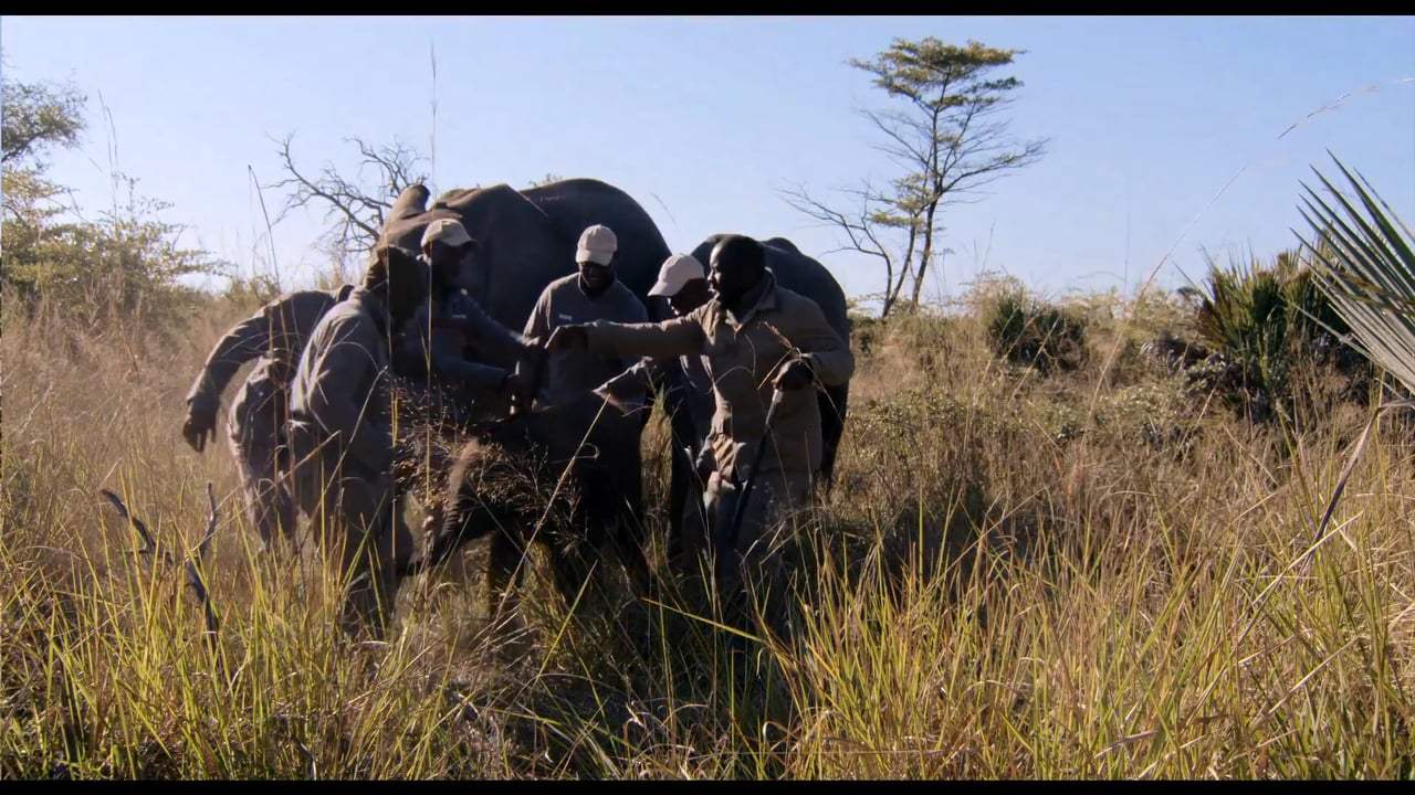 Naledi: A Baby Elephant's Tale Trailer (2017)