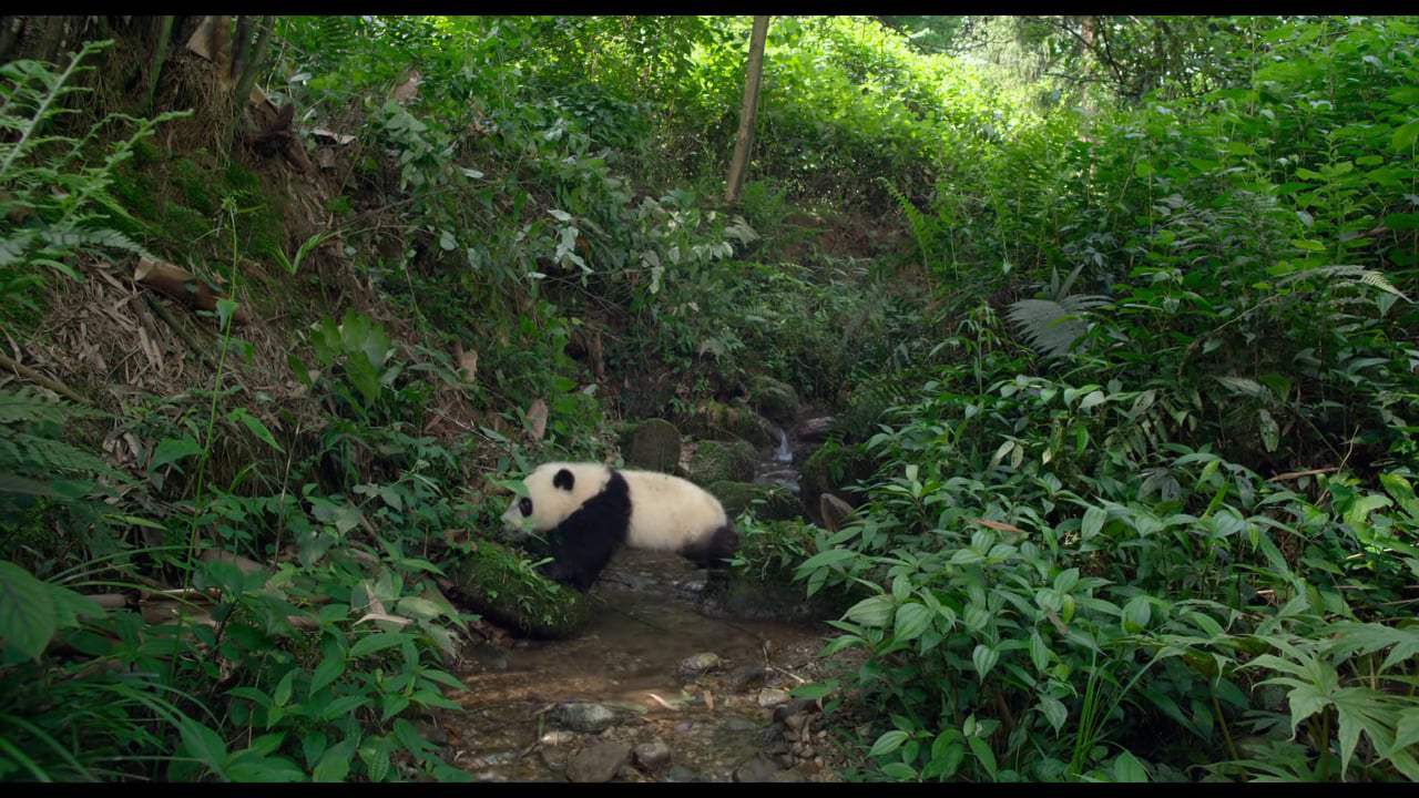 Pandas Trailer (2018)
