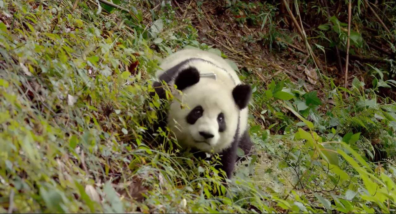 Pandas TV Spot - IMAX (2018)