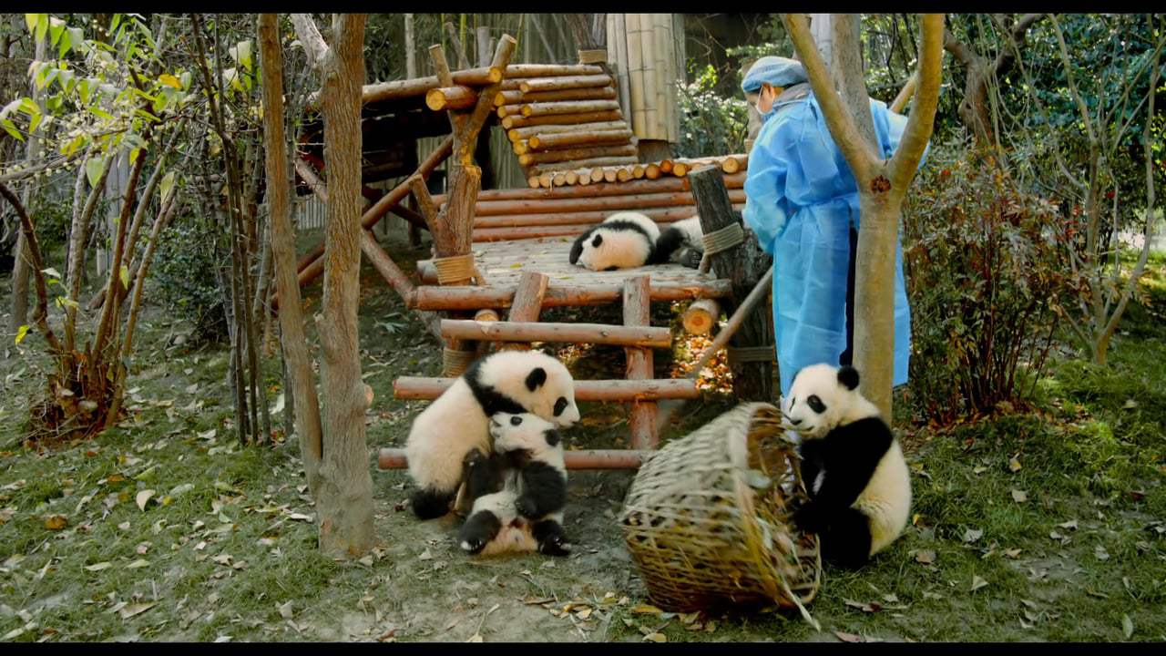 Pandas TV Spot - Mission (2018)