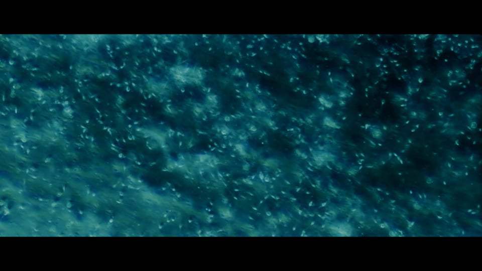 Sea Fever Trailer (2020)